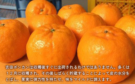 上野果樹園の吉田ポンカン 5kg ぽんかん オレンジ みかん 蜜柑 果物 くだもの フルーツ 柑橘類 甘い ジューシー お取り寄せ 大分県産 九州産 津久見市 国産