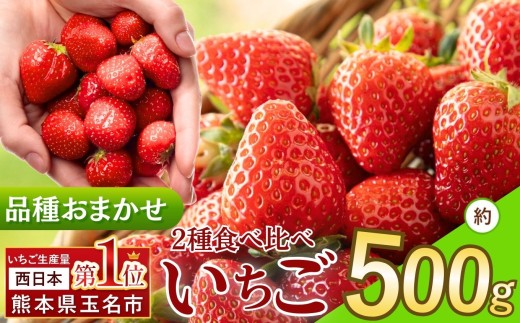 イチゴ 生産量 西 日本一 ！厳選農家直送 おまかせ 2種のいちご食べ比べ 約 500g | フルーツ 果物 くだもの いちご イチゴ 苺 西日本一 産地直送 食べ比べセット 熊本県 玉名市