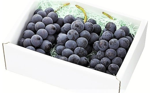 ぶどう（ピオーネ）１.６ｋｇ　0060-2609