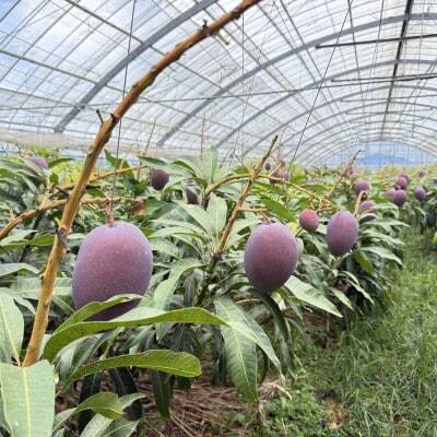 【2026年7月から順次発送・贈答用】仲宗根果実園のアーウィンマンゴー1kg(2～3玉)【配送不可地域：離島】【1726878】