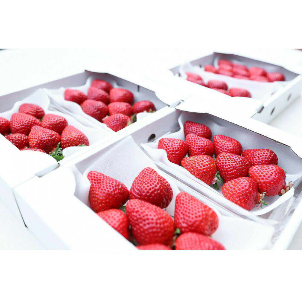 【ふるさと納税】朝どり完熟あまおう6P　福岡市志賀島産　お届け：2026年12月中旬～2027年3月末