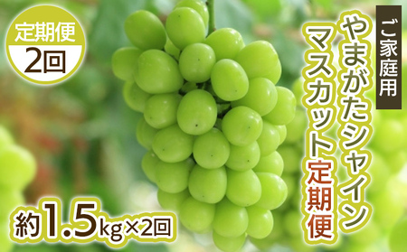 【定期便2回】ご家庭用 やまがた シャインマスカット 優品 約1.5kg×2回 【令和8年産先行予約】FS25-699 くだもの 果物 フルーツ 山形 山形県 山形市 2026年産