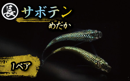【メダカ】サボテン 1ペア めだか 