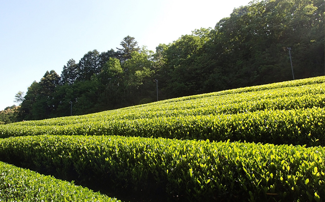 KH01　伊勢茶一番茶ペットボトル