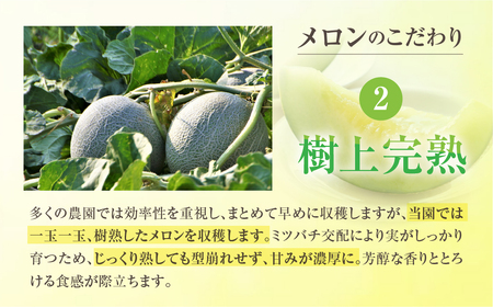 【先行予約】渥美半島産 青木さんちのタカミメロン 樹上完熟 4玉~5玉 約5kg メロン タカミメロン 青肉メロン 完熟 フルーツ 果物 デザート 農家直送 送料無料 熟成