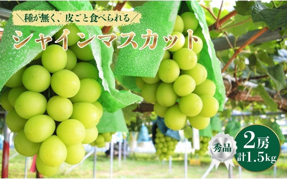 
                  ぶどう（シャインマスカット）２房　合計１.５ｋｇ以上　0025-2611
                