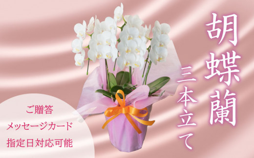【通常配送】 胡蝶蘭 ミディ 3株 花 季節 贈答用 ギフト 記念日 お 祝い 父の日 母の日 敬老の日 栄転 転勤 開店祝い 祝賀 新築 結婚 感謝 定年 退職