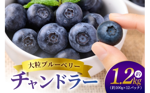 ブルーベリー ｢チャンドラー｣  約1.2kg （約100g×12パック） フードパック 【2026年7月22日～2026年8月8日発送予定】