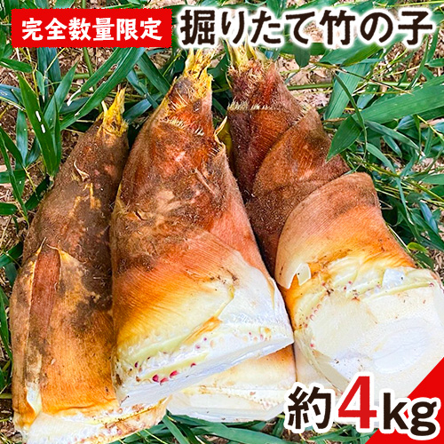 【2025年3月先行予約】熊本県 御船町 掘りたて たけのこ 4kg タケノコ 竹の子 冷蔵 ギフト グルメ 野菜 お祝い 春 筍《2025年3月上旬-4月下旬頃出荷》 有限会社ニシムラ