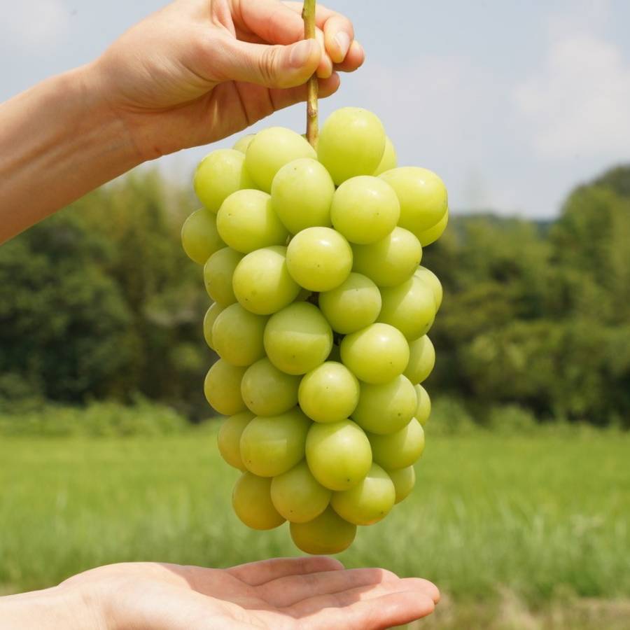 ＜HARETOMI＞特プレミアム「シャインマスカット」1房（700g）