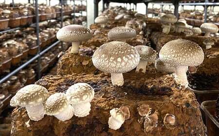 【2ヶ月毎 3回定期便】御在所肉厚生しいたけ 計約1.5kg 1回あたり約500g（計3回） 生しいたけ しいたけ 椎茸 シイタケ 肉厚 山菜 お取り寄せ 冷蔵