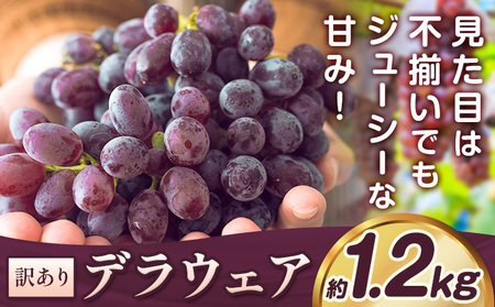 【2026年先行予約】デラウェア ぶどう 訳あり ご家庭用 約1.2kg《2026年7月上旬-8月上旬頃出荷》大阪府 羽曳野市 送料無料 ブドウ 葡萄 フルーツ 果物 羽曳野市産 一大産地 青果 お取り寄せフルーツ