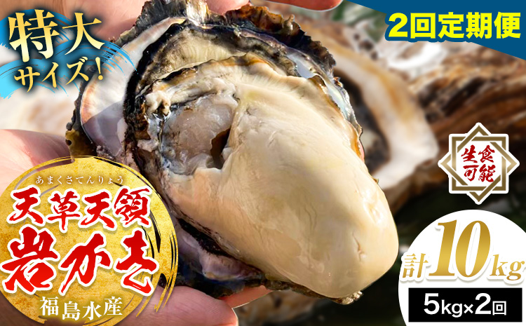 天領岩牡蠣 約5kg 2回 定期便 福島水産《2026年5月から出荷》熊本県 苓北町 牡蠣 かき カキ 岩カキ 岩ガキ 貝 BIG ビッグ 生食 バーベキュー 夏天草 天領 苓北 熊本 旬 シーズン 