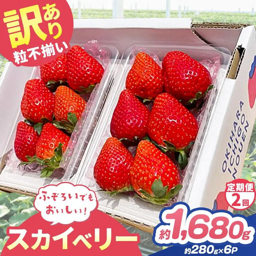 【定期便2回】訳あり 粒不揃い スカイベリー 1,680g (280g×6P)  | 栃木県 矢板市 澳原いちご農園