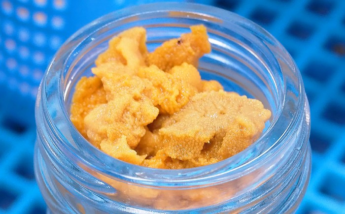 人気   うに ウニ 雲丹  新鮮 海鮮 特産品 贈り物 ギフト   魚介