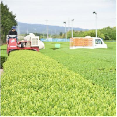 ふるさと納税 沼津市 沼津産　普通煎茶　100g×2袋 合計200g |  | 02