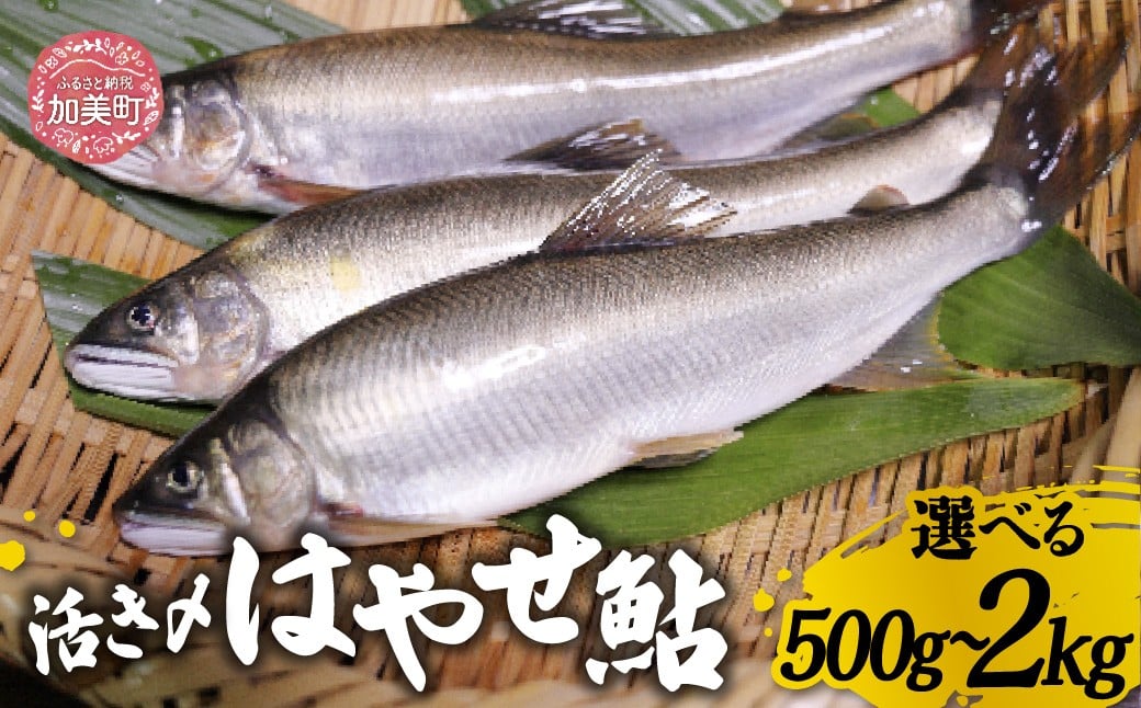
            鮎 活き〆 500g (6～10尾) ~ 2kg (24～40尾) 鮎の極み「はやせ鮎」 | ma-ayij [宮城鮎工房 宮城県 加美町]
          