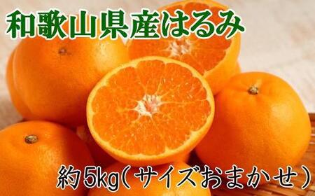 【厳選・濃厚】和歌山県産のはるみ約5kg(サイズおまかせ) 【和歌山県かつらぎ町産】【2026年1月中旬～2026年2月中旬頃より順次発送】【TM92114-tec】