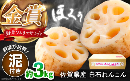 【金賞受賞！】松尾青果のこだわり白石れんこん 約3kg【松尾青果】れんこん 白石れんこん れんこん 泥付きれんこん れんこん 金賞受賞 野菜ソムリエサミット[IBD014]