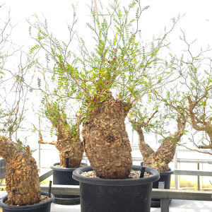 オペルクリカリア・パキプス「塊根植物の王様」(発根管理済) Z10｜観葉植物 コーデックス 盆栽 鉢植え インテリア ハコネコ [0596]