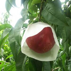 【今しか食べられない初物マンゴーネクタリン】脳内に直接響く圧倒的糖度 6月下旬より順次発送 約1kg【配送不可地域：離島・北海道・沖縄県・中国・四国・九州】【1622372】