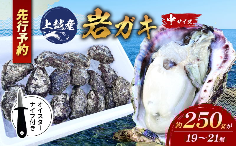 
            【先行予約/オイスターナイフ付き】上越産天然岩ガキ　中サイズ（約220～250g）19～21個　2025年7月中旬以降順次発送
          