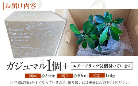 南国植物とやちむんのグリーンセット 観葉植物 エアープランツ インテリア 雑貨 小物 おしゃれ ナチュラル 沖縄市 / 草花屋ふれあい[BCDX001]