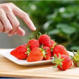 【丸山いちご園】群馬が誇る新食甘(感)苺「やよいひめ」いちご狩り入園券(3名様分)_旅行券・チケット  体験チケット _【1484423】