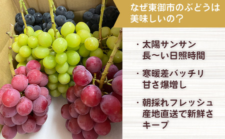 【清水農園】わけありシャインマスカット約1.1kg（2～3房）※2025年9月中旬以降順次発送予定