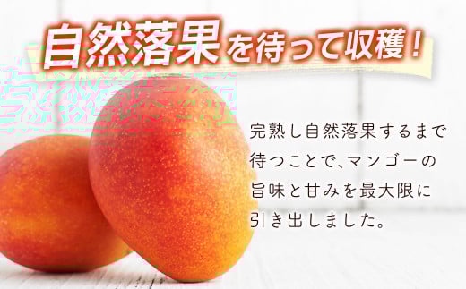 【先行予約】宮崎県産完熟マンゴー3L×2個 西都市特産品宮崎マンゴー＜1.5-132＞2026年発送