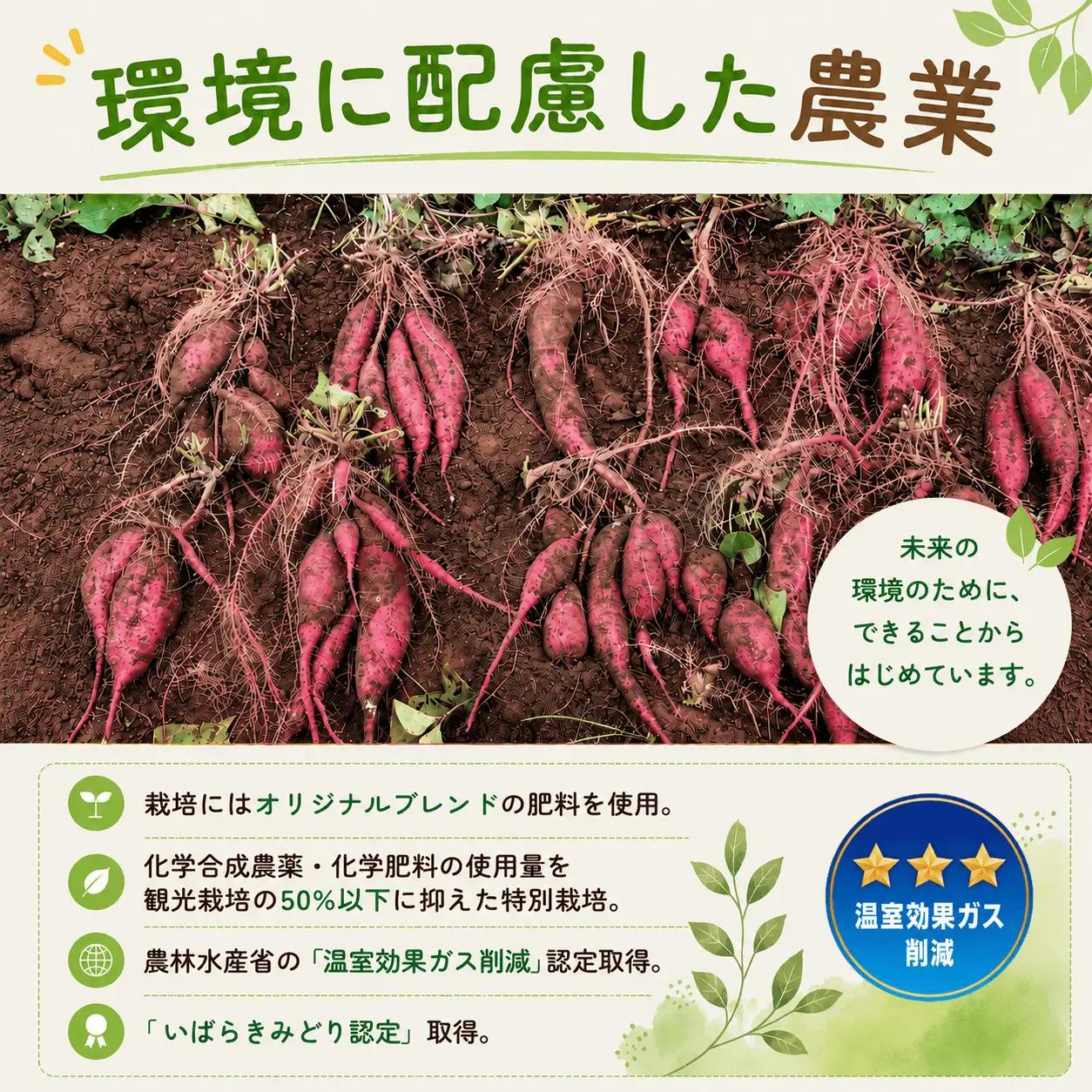 【2027年1月～3月順次発送】 さつまいも 紅はるか 熟成芋 約5kg さつまいも