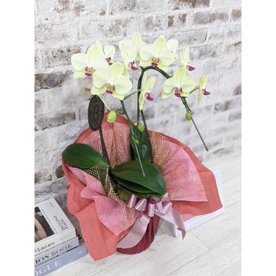 ふるさと納税 山口市 ☆金賞受賞☆希少!イエロー胡蝶蘭’日の出’小 ミディサイズ(2本立) D010 |  | 02