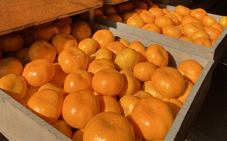 年末年始にも楽しめる　早出し　青島みかん　5kg　　2025年12月21日頃～年内に発送 | 湯河原町 青島みかん 5kg フルーツ 蔵出し貯蔵 濃厚