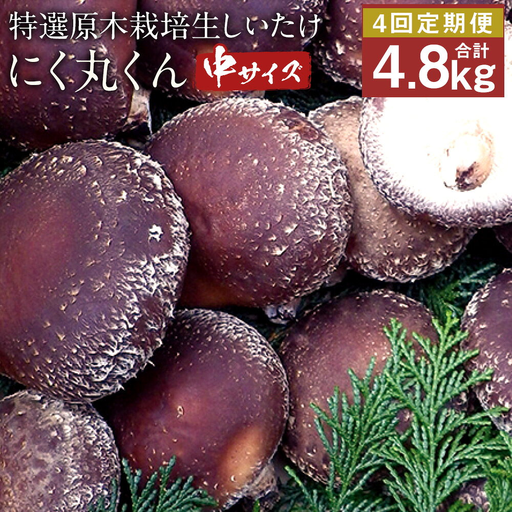 【ふるさと納税】【先行受付】【定期4回】特選原木栽培生しいたけ にく丸くん 中サイズ 1.2kg×4回お届け 合計4.8kg 生椎茸 しいたけ きのこ 熊本県人吉産 九州 冷蔵 送料無料【2025年11月・12月、2026年1月・2月にお届け】