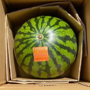 スイカ (特大玉) 羅王 1玉｜つがる市産 青森産 産直 2026年産 令和8年 夏 すいか 西瓜 果物 フルーツ 旬 特産 藤農園 農福連携 ラオウ らおう 羅皇 先行受付 [0835]