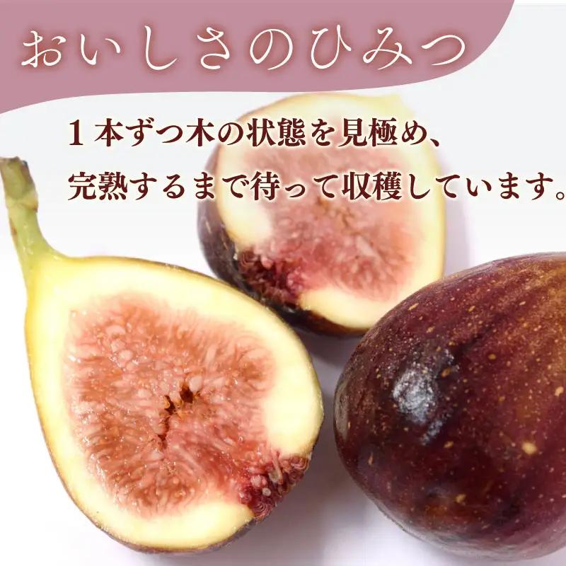 いちじく 1.4kg もぐはぐ農園の完熟もぎたて 4パック 新鮮  静岡 牧之原 丸新柴本製茶 