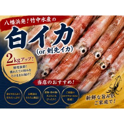 ふるさと納税 八幡浜市 【冷凍便】八幡浜発!「白イカ(剣先イカ)」ドカーンと2kg up!【F22-210】