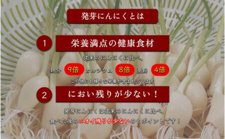 【6か月 定期便 】発芽にんにく餃子30個入り2パック　餃子 にんにく にんにくたっぷり 国産にんにく 発芽にんにく 冷凍 臭わない 栄養価抜群 スタミナ 免疫アップ おつまみ おかず 総菜 餃子専門