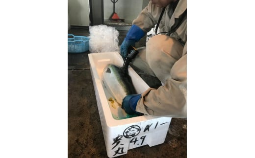 人の目だけではなく、専門の判定機により「脂」ノリもチェックし、美味しさにこだわります。