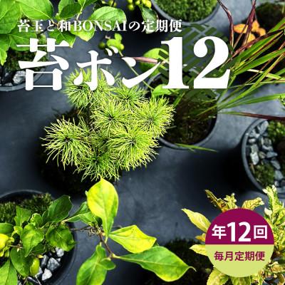ふるさと納税 酒田市 【毎月定期便】苔玉と和BONSAIの定期便 「苔ボン12」全12回
