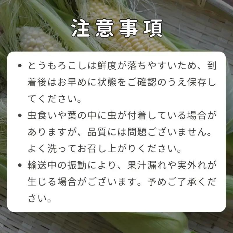 とうもろこし ホワイトコーン 10本 京丹後産 京都