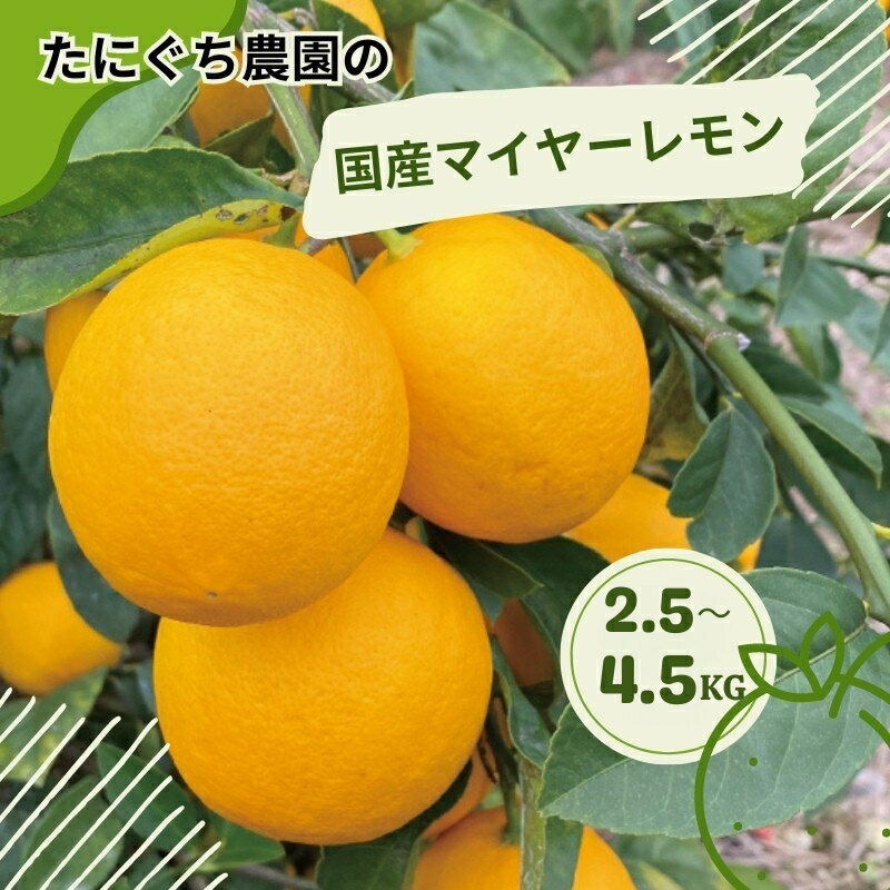 【ふるさと納税】 たにぐち農園の国産マイヤーレモン 2.5kg または 4.5kg【2025年12月〜2026年1月初旬の期間で順次発送致します。】 / 檸檬 レモン れもん 柑橘 国産 大容量 数量限定 ご家庭用 家庭用
