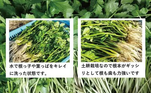 セリ 強い香りとシャキッとした歯応え 約600g　180P3202【ひない渡辺農園しどけ村】