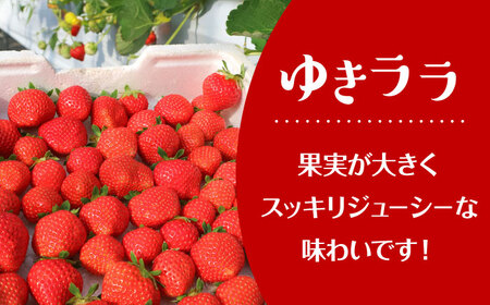 【5月以降順次発送】春夏イチゴ「ゆきララ」計600g《厚真町》【こばやしいちご農園】 [AXBT002]
