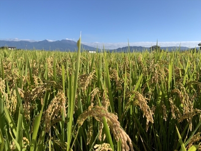 特別栽培米　市川さんのこしひかり 令和6年産【玄米5kg×定期便6カ月】　コメ　信州　おいしい　ごはん【 米 コメ 備蓄品 仕送り おすそ分け 備蓄米 長野県 佐久市 】