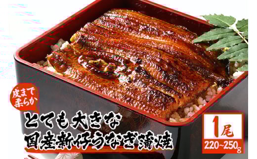 皮まで柔らか とても大きな国産新仔うなぎ蒲焼 220～250g×1尾 肉厚ジューシー 国産ブランド鰻 ふっくら仕上げ 蒲焼きのタレ・山椒付き 湯煎で簡単調理 うな丼 うな重 ギフト 贈答用 冷蔵配送 茨城県 潮来市 (A23-003)