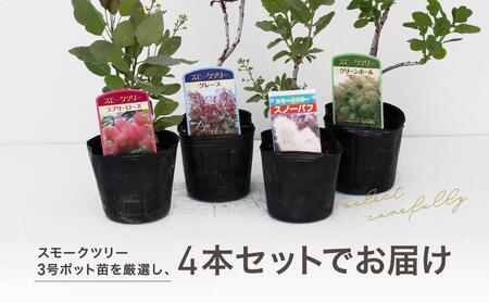 スモークツリー３号ポット苗 ４本おみつくろいセット〈花光園〉｜ 花 お花 フラワー 人気花 おすすめ花 花セット 横浜市お花 花スモークツリー 花５本 おすすめスモークツリー 人気スモークツリー おす