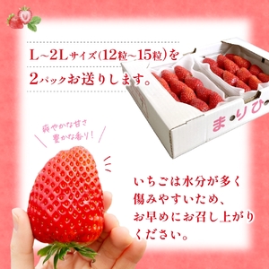 まりひめ イチゴ L～２L 12粒～15粒×2パック【2027年1月中旬～3月下旬頃に順次発送】【BK007-kgr007B】