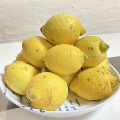 ふるさと納税 水俣市 国産レモン 訳あり1.5kg(県認証特別栽培) |  | 02