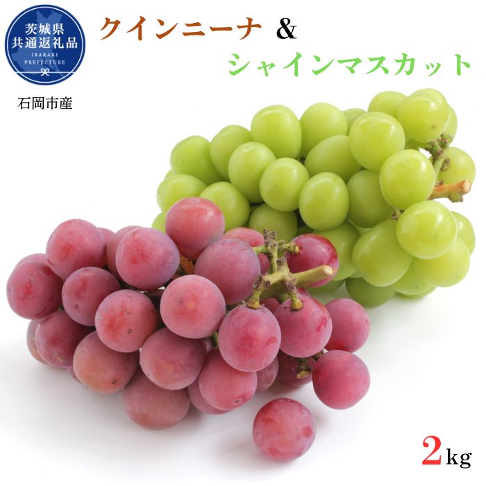 【ふるさと納税】開田ぶどう園　クインニーナ＆シャインマスカットセット　合計2kg（茨城県共通返礼品・石岡市産） ／ ぶどう 葡萄 ブドウ 果物 フルーツ シャインマスカット クインニーナ 2kg セット 食べ比べ